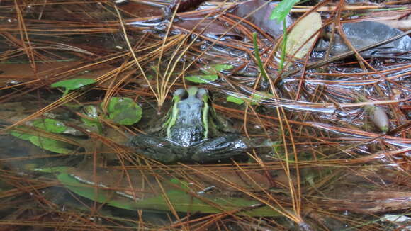 Plancia ëd Lithobates lenca (Luque-Montes, Austin, Weinfurther, Wilson, Hofmann & Townsend 2018)