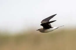 Image of Black-winged Pratincole