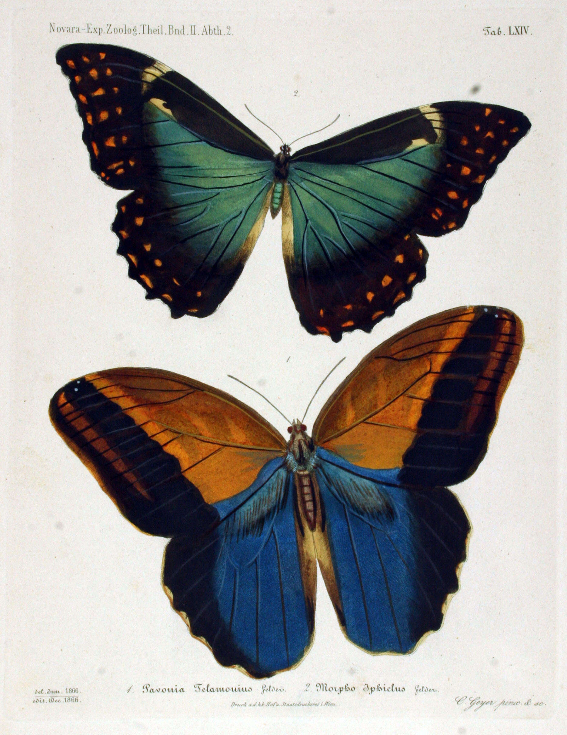 Sivun Morpho telemachus Linnaeus 1767 kuva