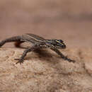 Image of Transvaal Flat Lizard