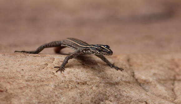 Image of Transvaal Flat Lizard