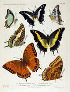 Image of Charaxes latona Butler 1865