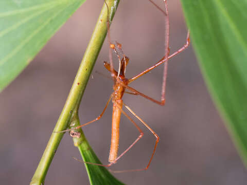 Image of Tetragnatha rubriventris Doleschall 1857