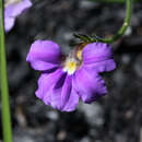 Imagem de Scaevola ramosissima (Smith) K. Krause