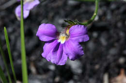 Слика од Scaevola ramosissima (Smith) K. Krause