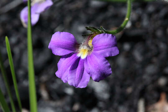 Imagem de Scaevola ramosissima (Smith) K. Krause