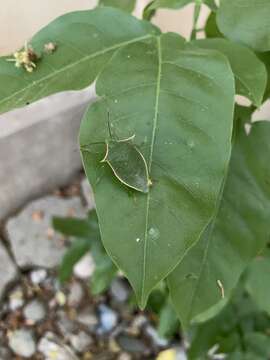 Image de Loxa viridis (Palisot 1811)