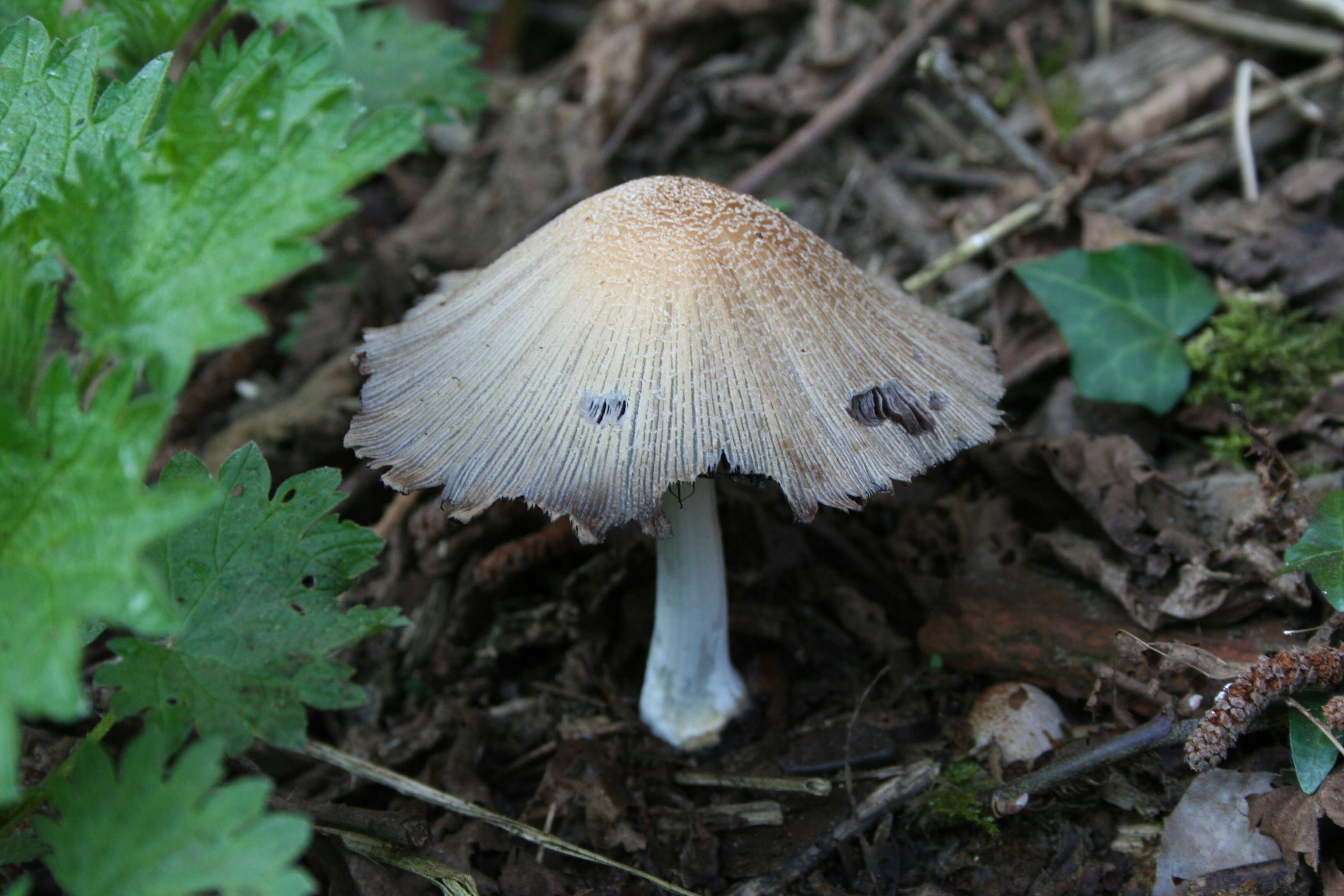 Coprinellus domesticus (Bolton) Vilgalys, Hopple & Jacq. Johnson 2001的圖片