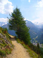 Image of European Larch