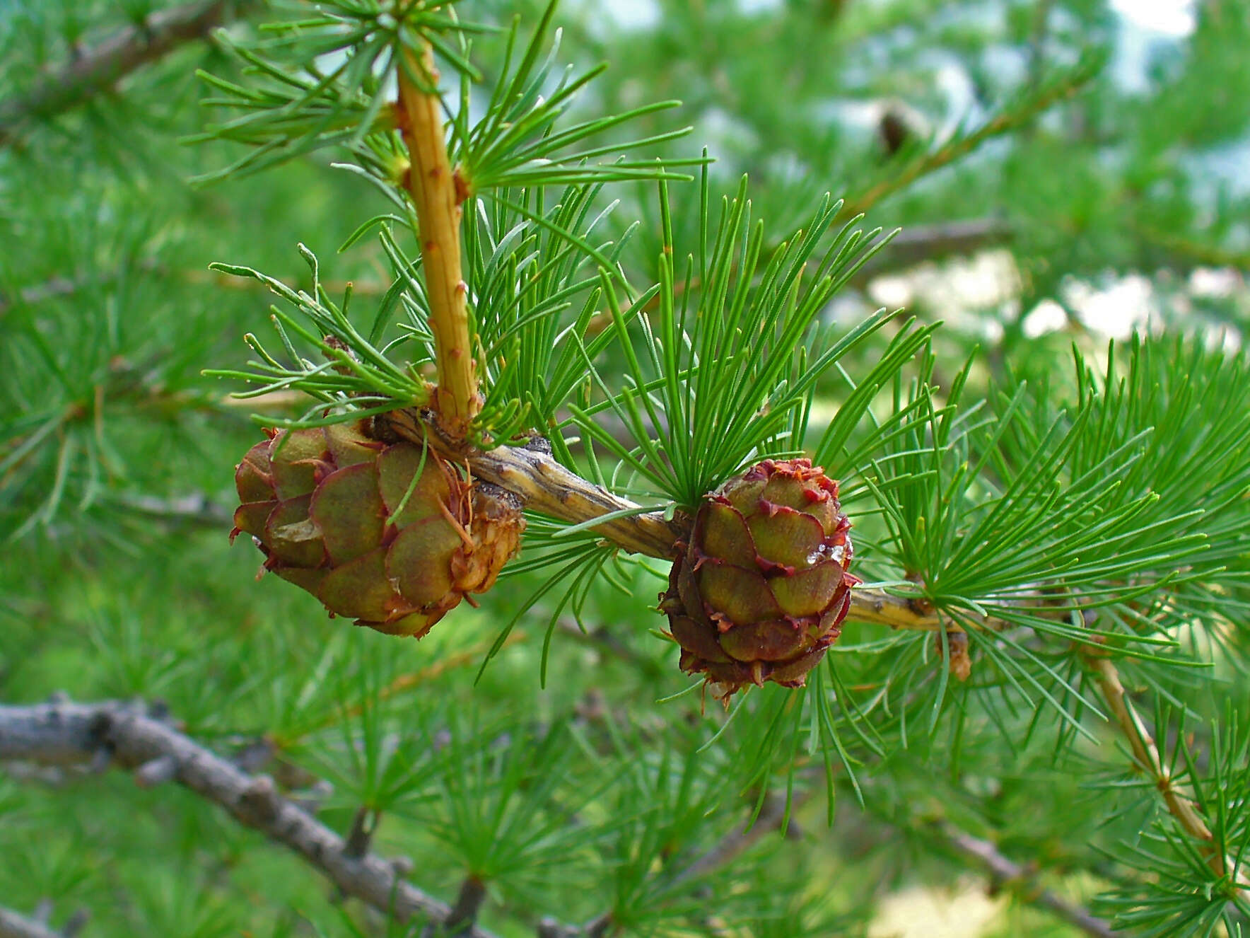 Image of European Larch