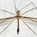 Image of Tipula (Yamatotipula) tricolor Fabricius 1775