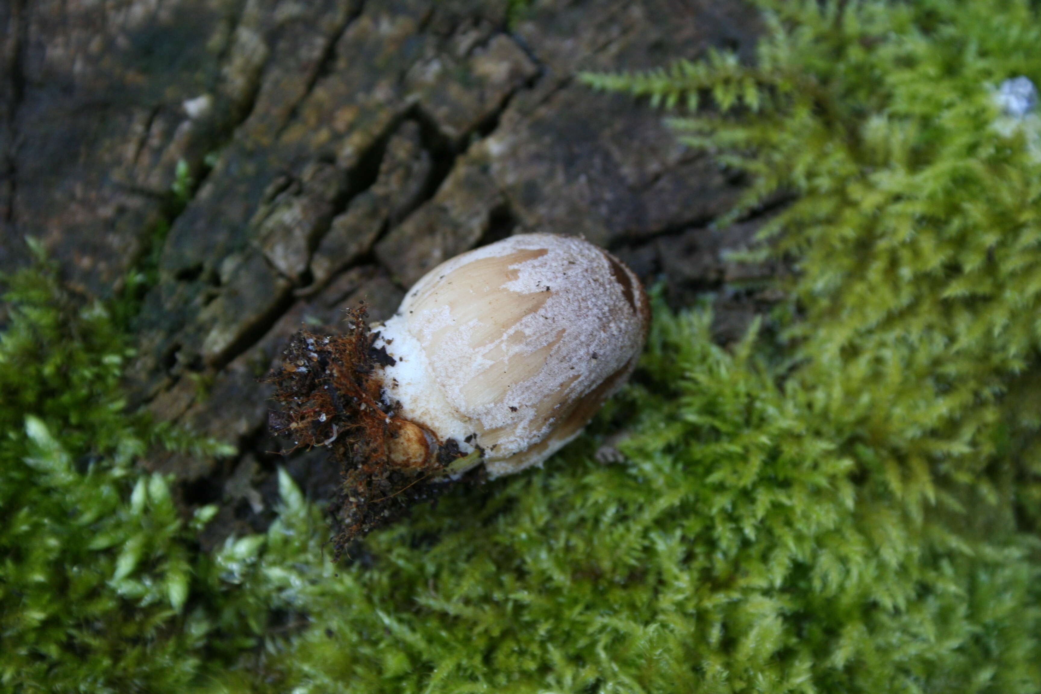 Coprinellus domesticus (Bolton) Vilgalys, Hopple & Jacq. Johnson 2001的圖片