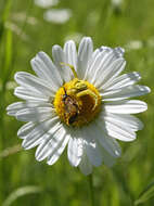 Image of Flower Crab Spiders