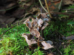 Plancia ëd Craterellus undulatus