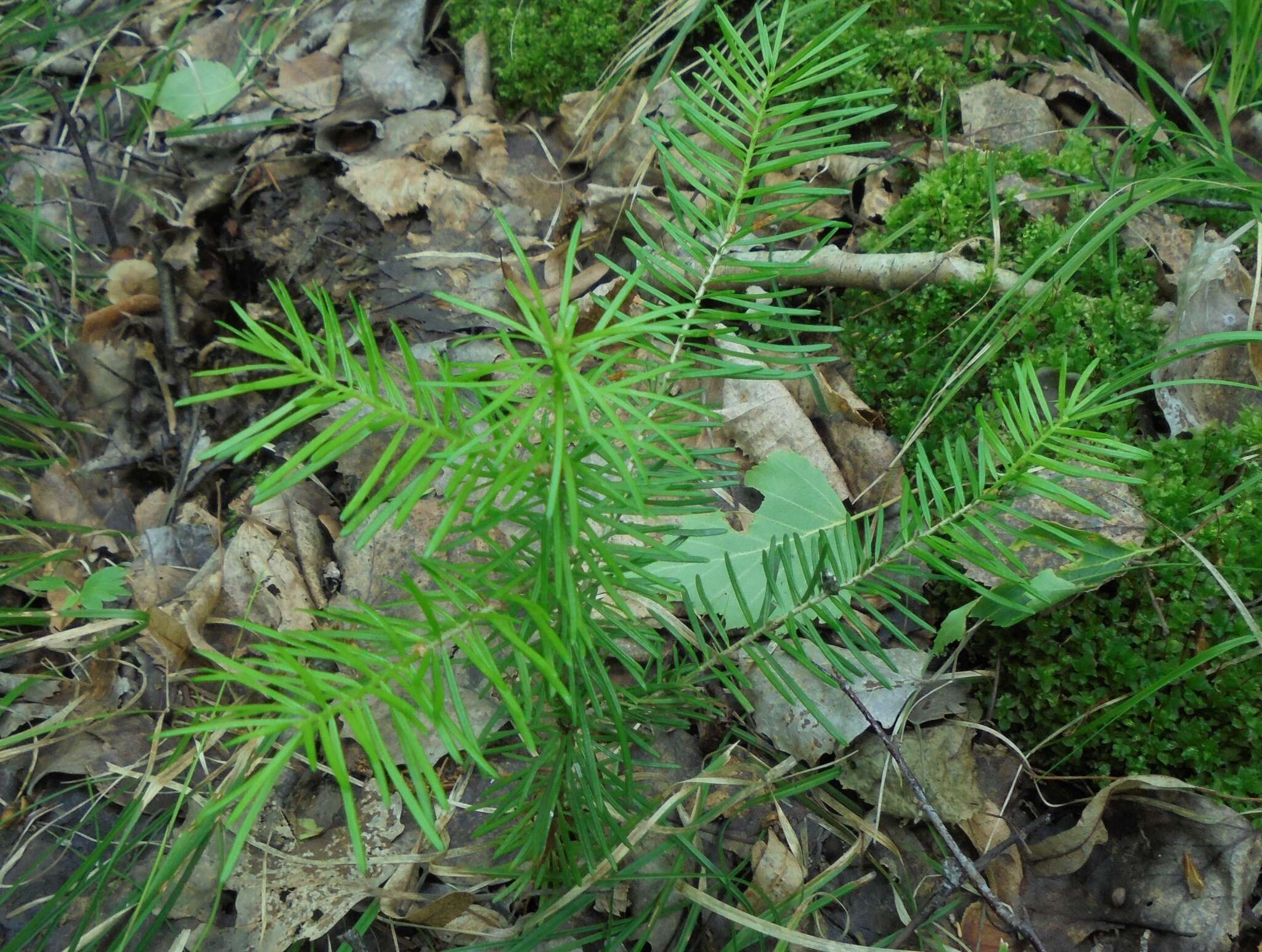 Image of Siberian Fir