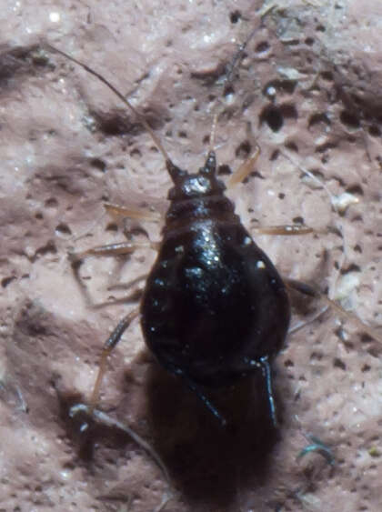 Image of Black Cherry Aphid