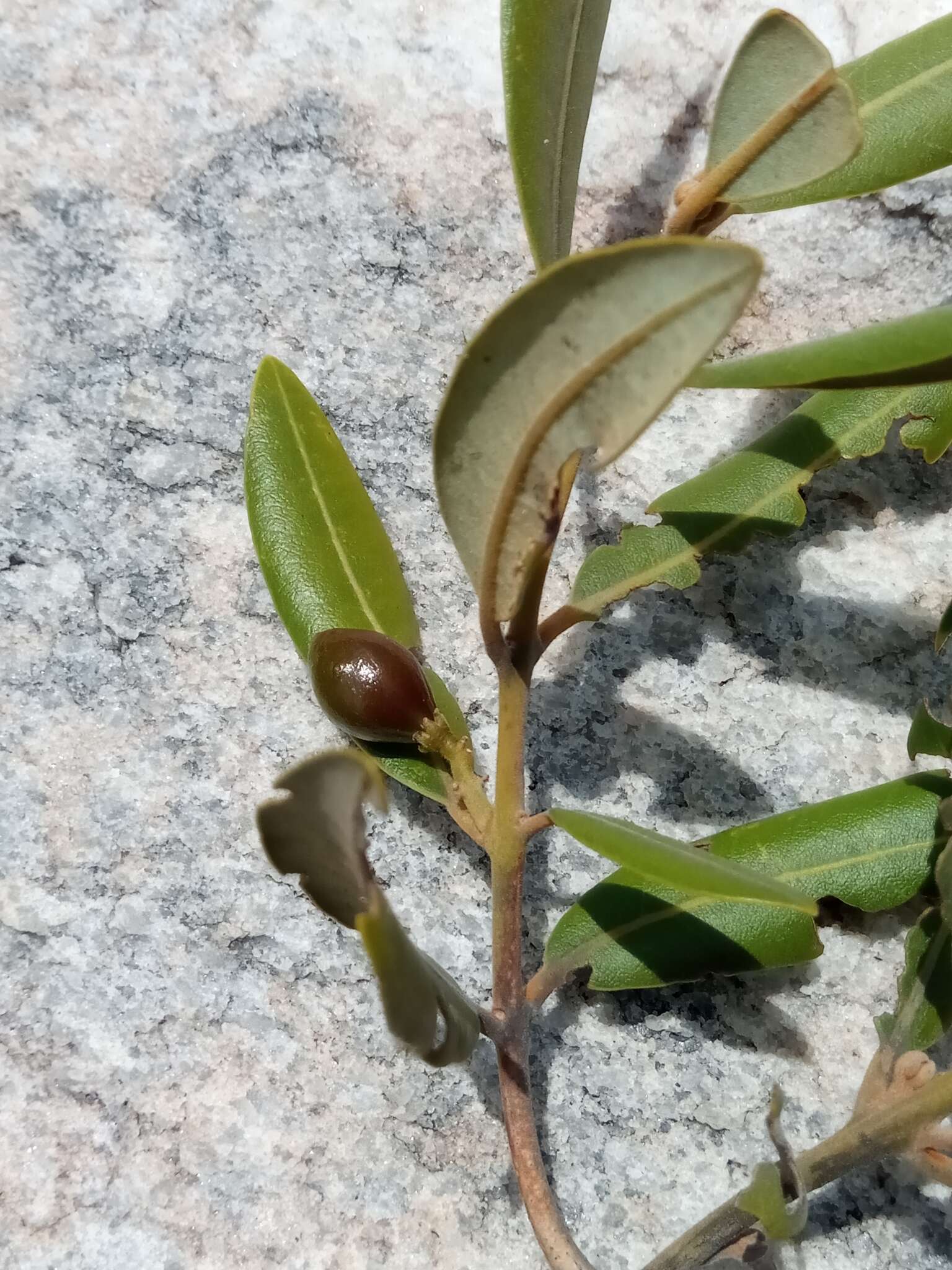 Image of Beilschmiedia microphylla (Kosterm.) Kosterm.