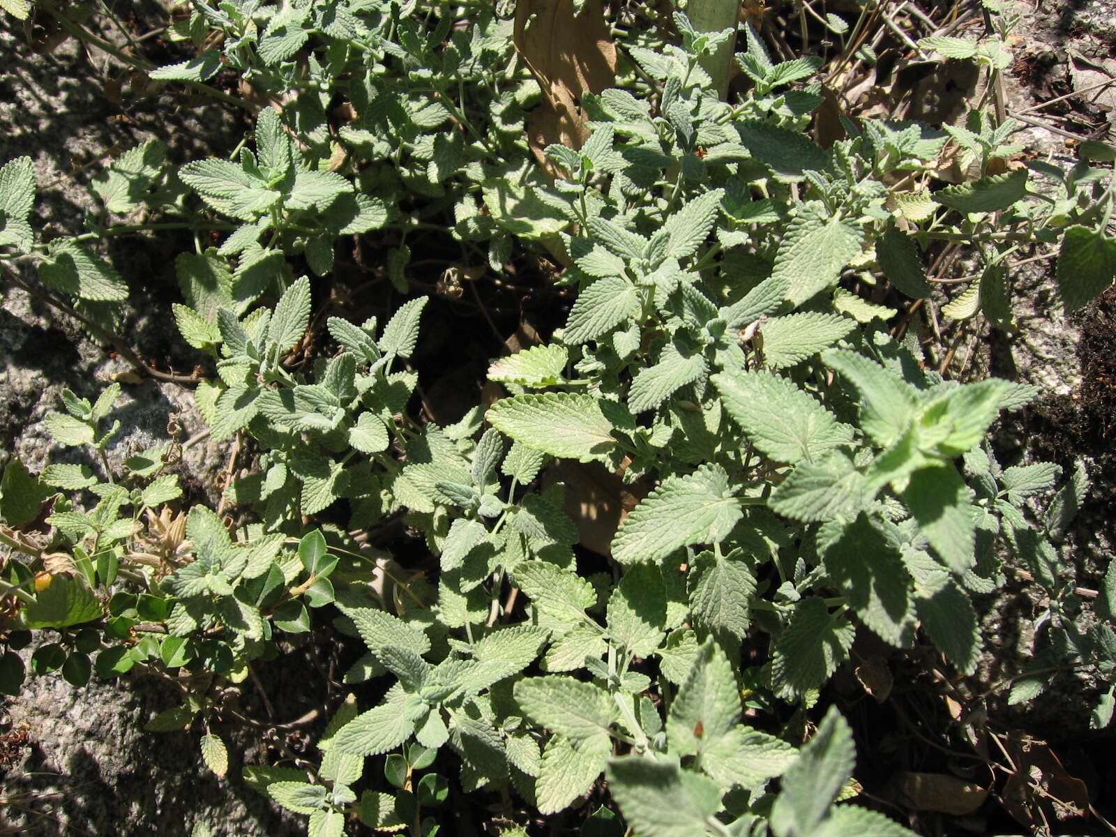 Image of raceme catnip