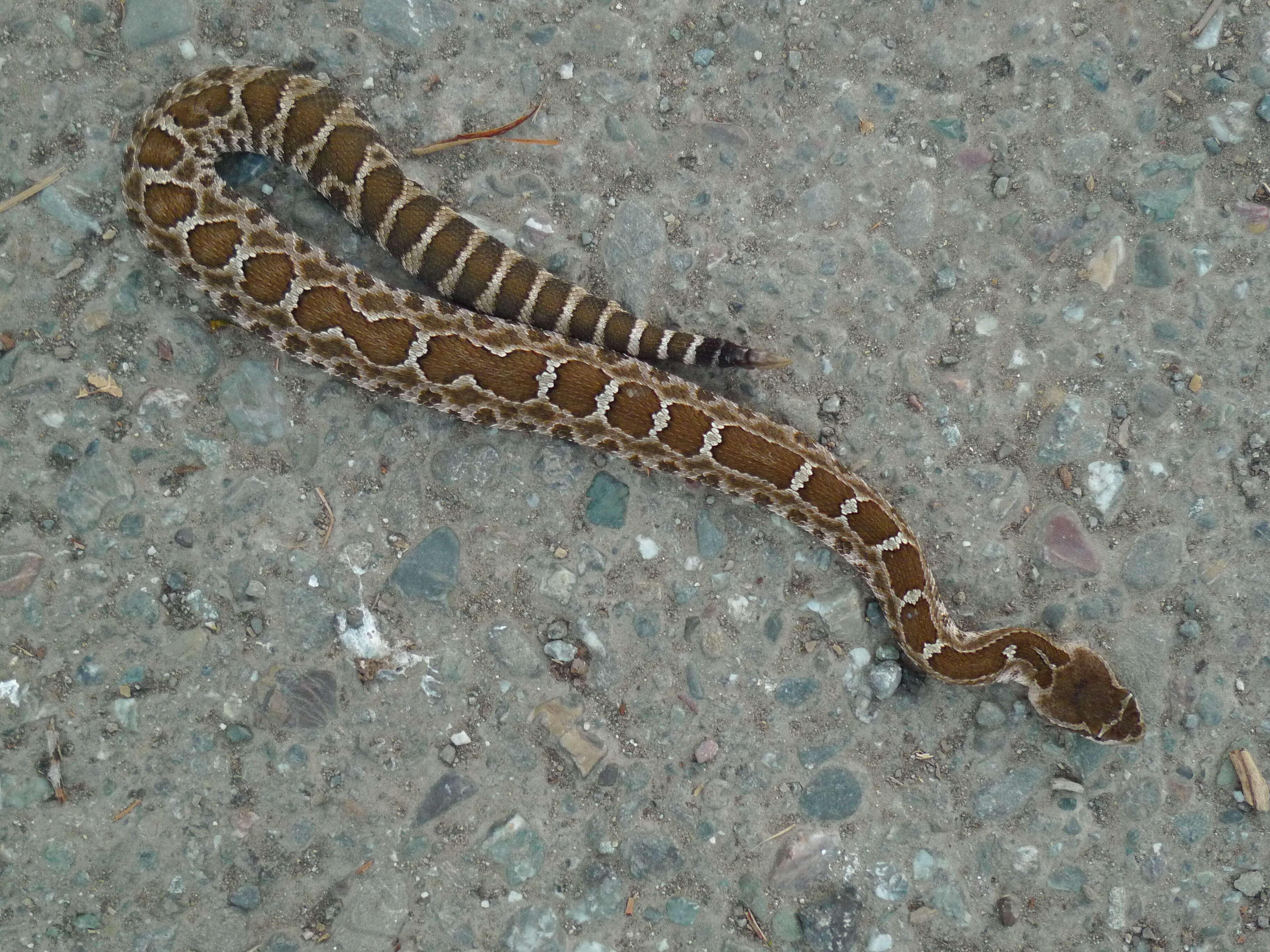 Image of Timber Rattlesnake