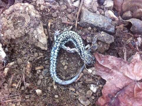 Imagem de Plethodon caddoensis Pope & Pope 1951