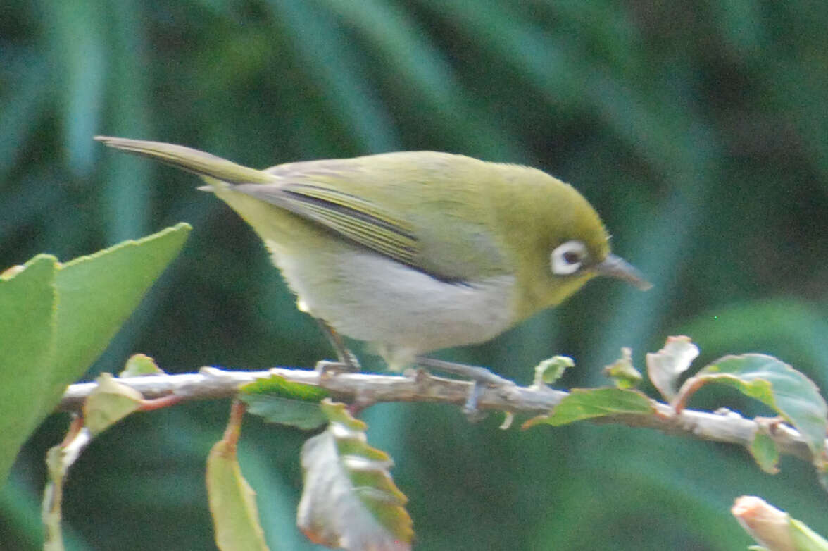 Image of Green-backed White-eye