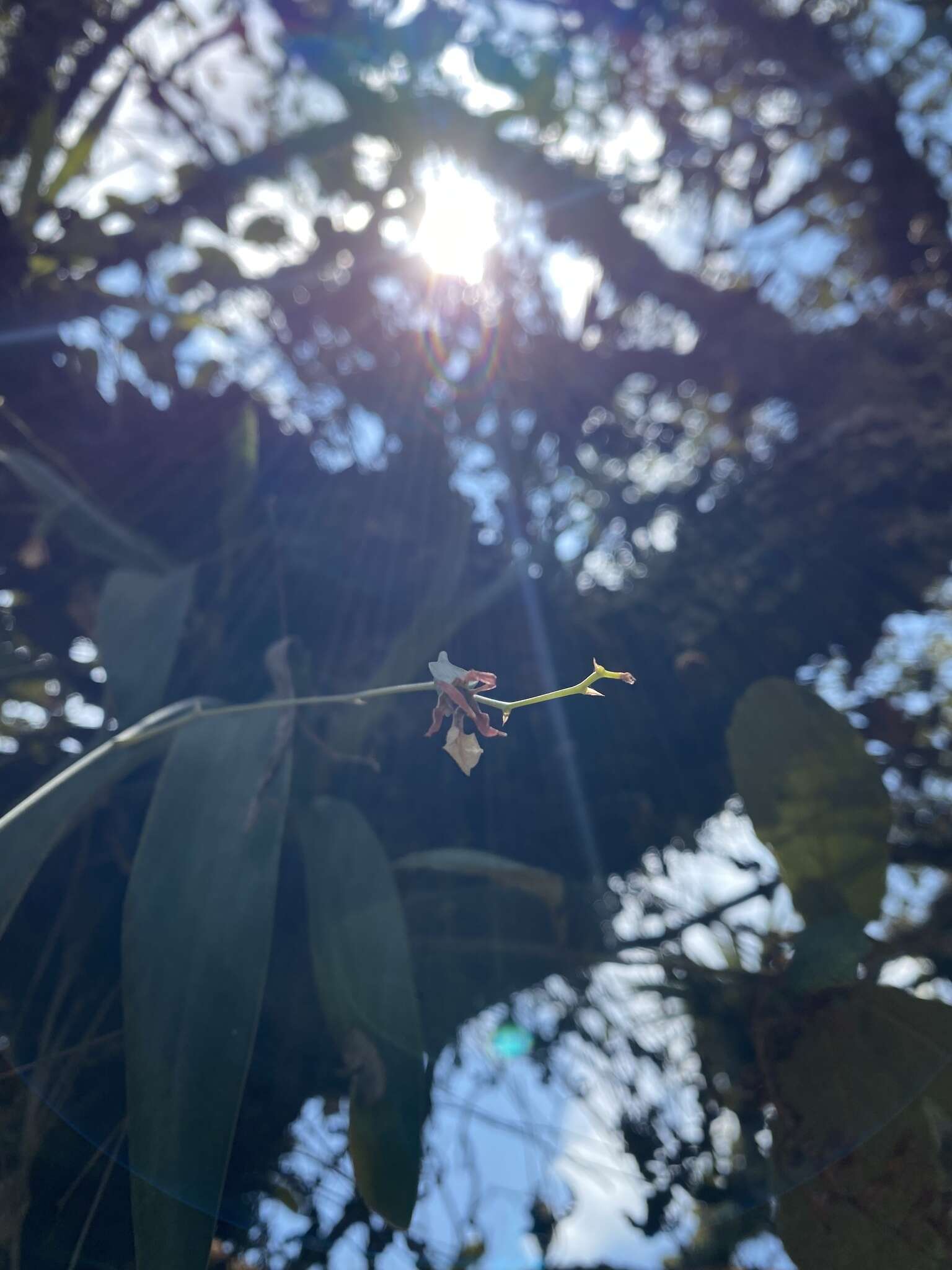 Image of Prosthechea punctulata (Rchb. fil.) Soto Arenas & Salazar