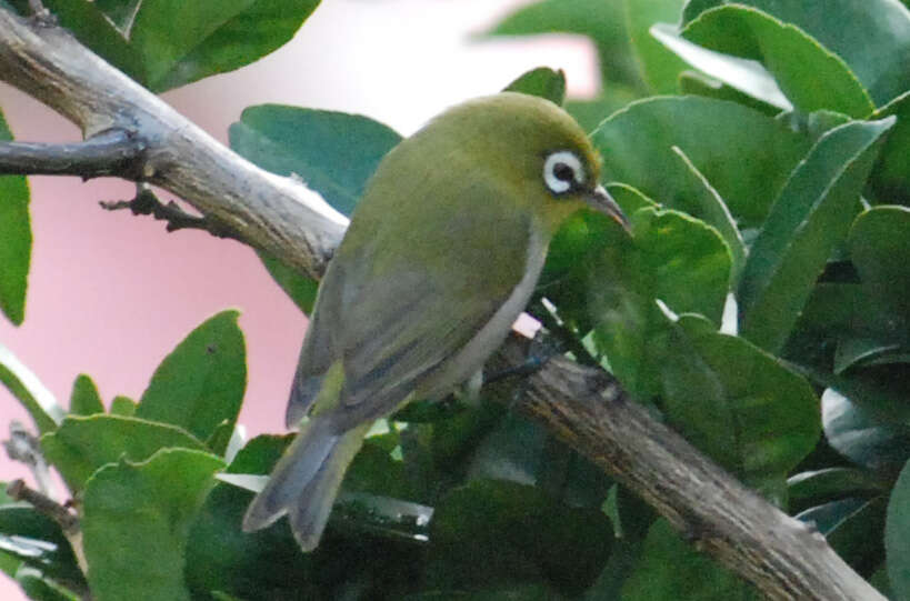 Image of Green-backed White-eye