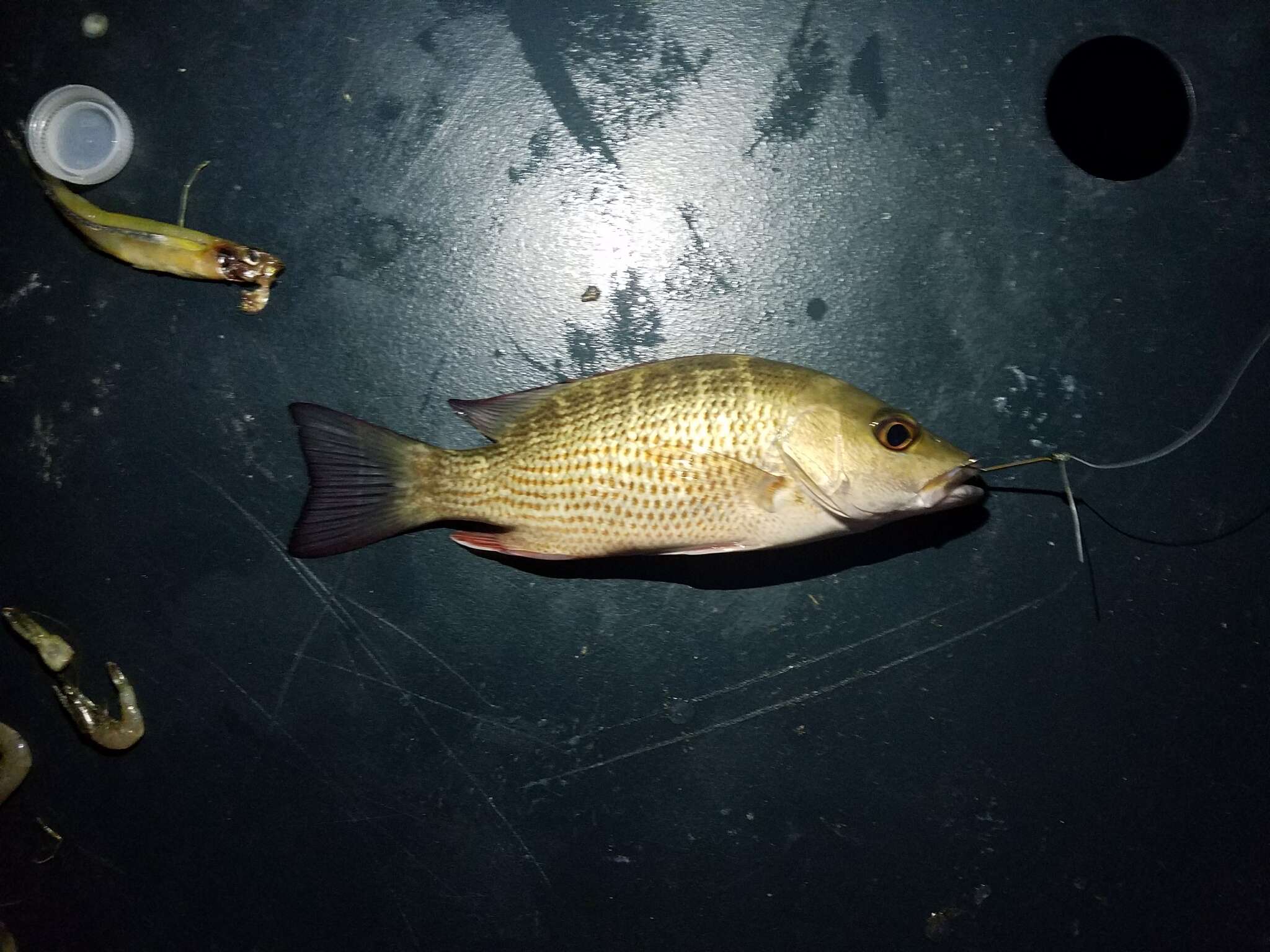 Image of Gray Snapper