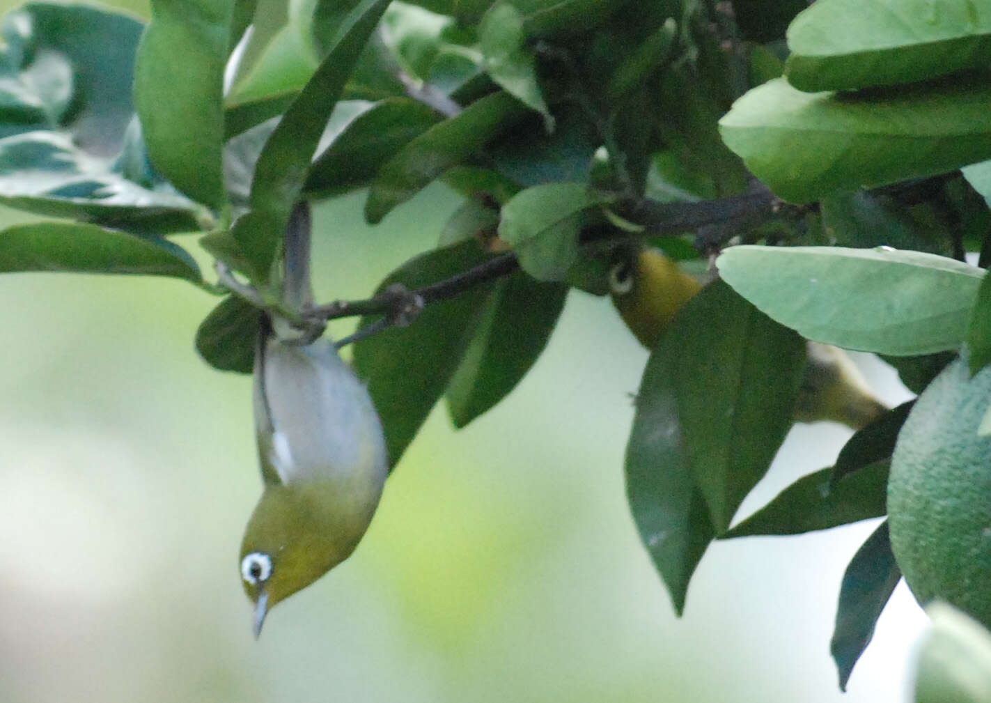 Image of Green-backed White-eye