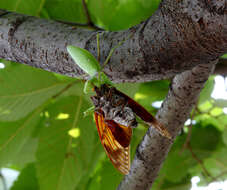 Image of Giant Asian Mantis