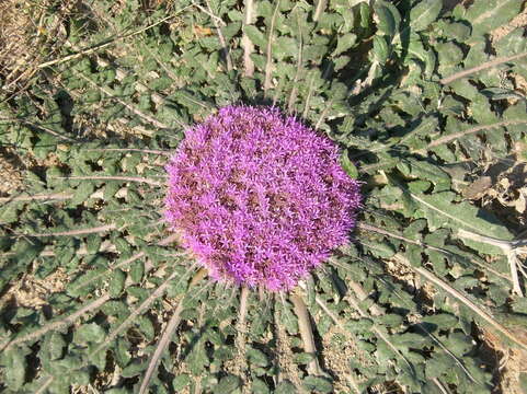 Image de Platycarphella