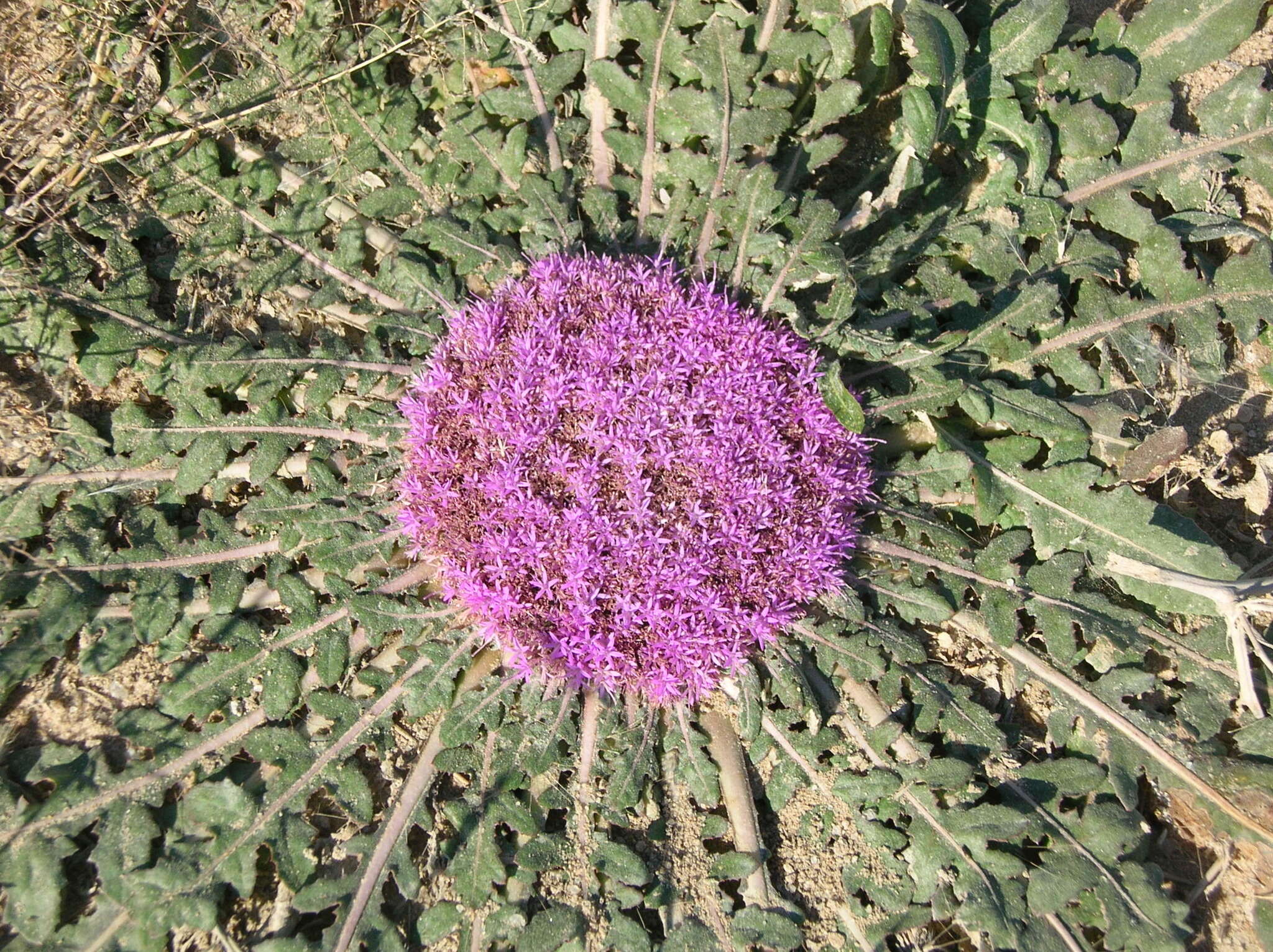 Image de Platycarphella carlinoides (Oliv. & Hiern) V. A. Funk & H. Rob.