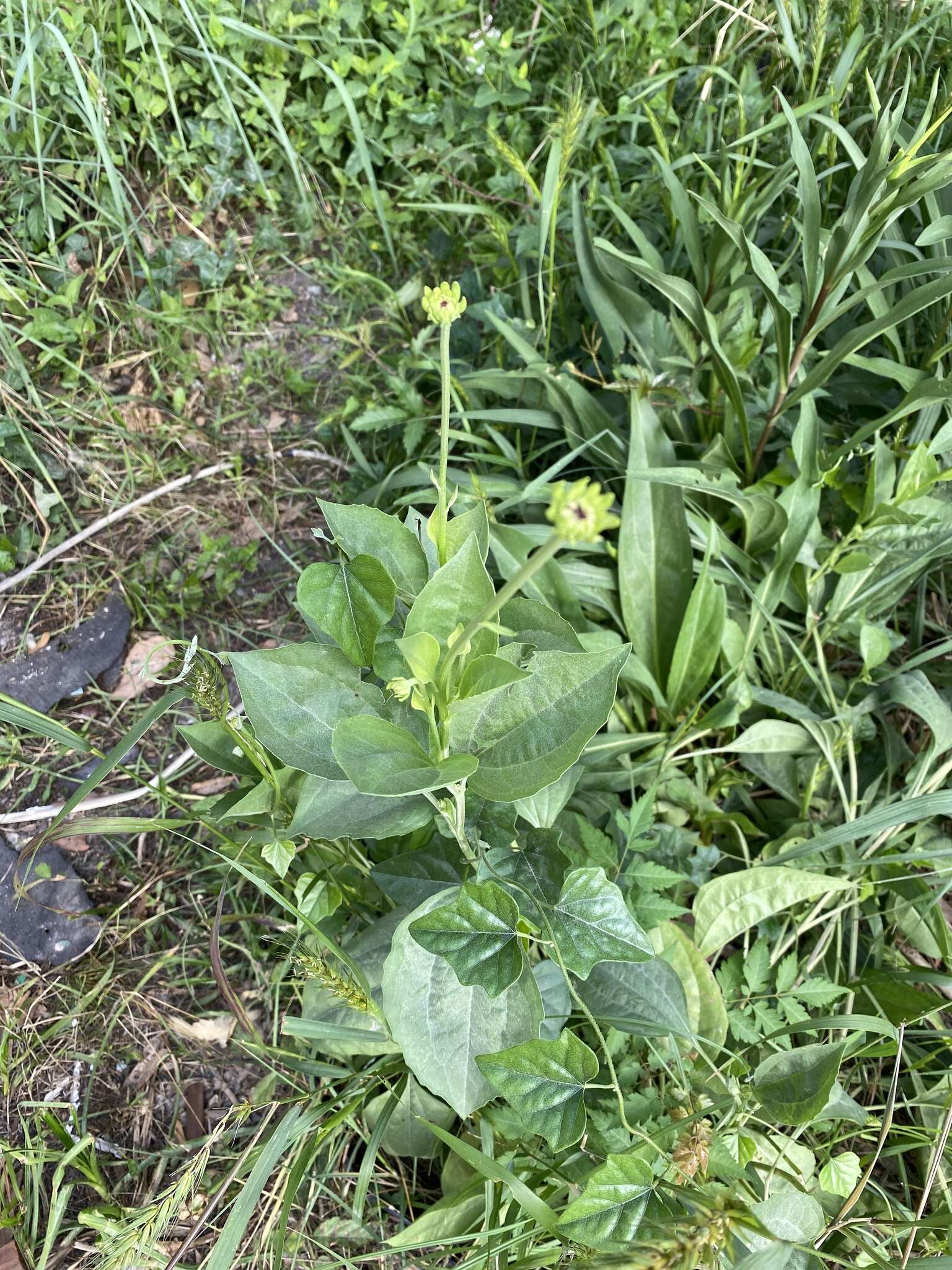 Image of rough coneflower