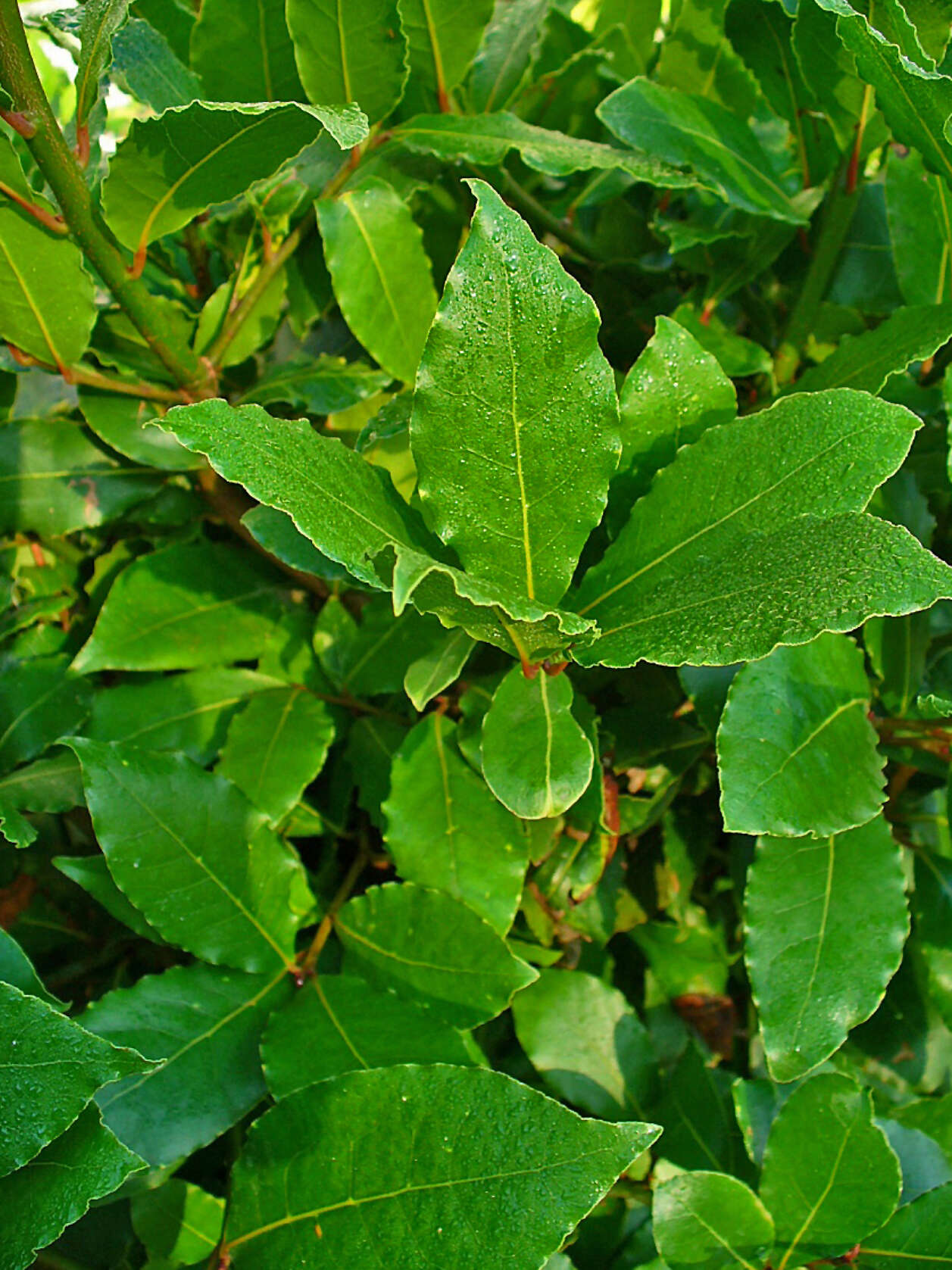 Image of Laurus Nobilis