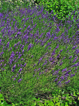 Image of English Lavendar