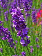 Image of English Lavendar