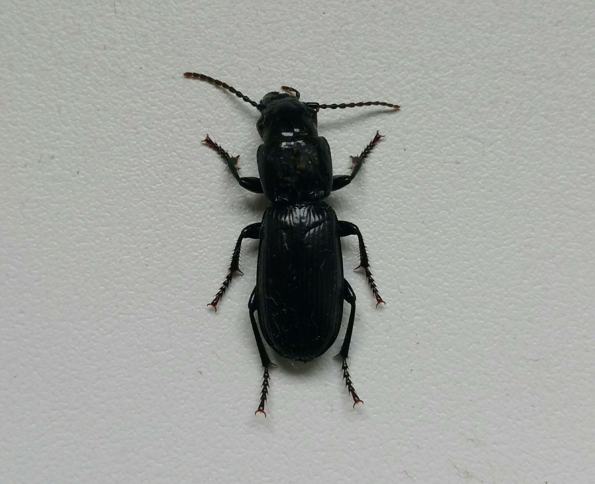 Image de Pterostichus (Cophosus) cylindricus (Herbst 1784)