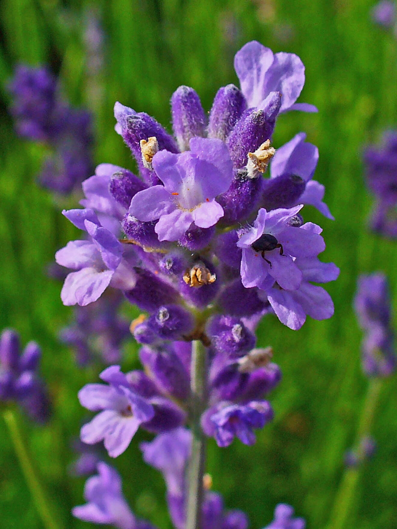 Image of English Lavendar