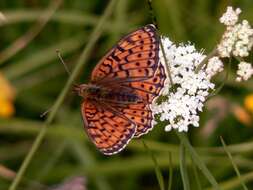 Image of Twin-spot Fritillary