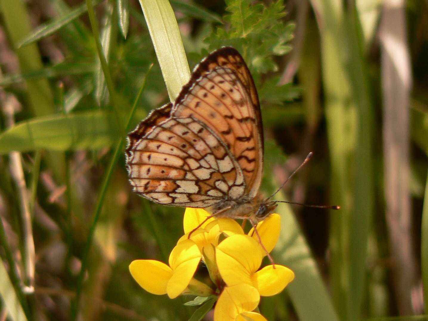 Image of Twin-spot Fritillary