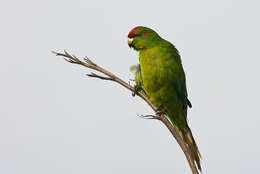 Image of Red-crowned Parakeet