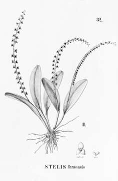 Image of Leach orchids