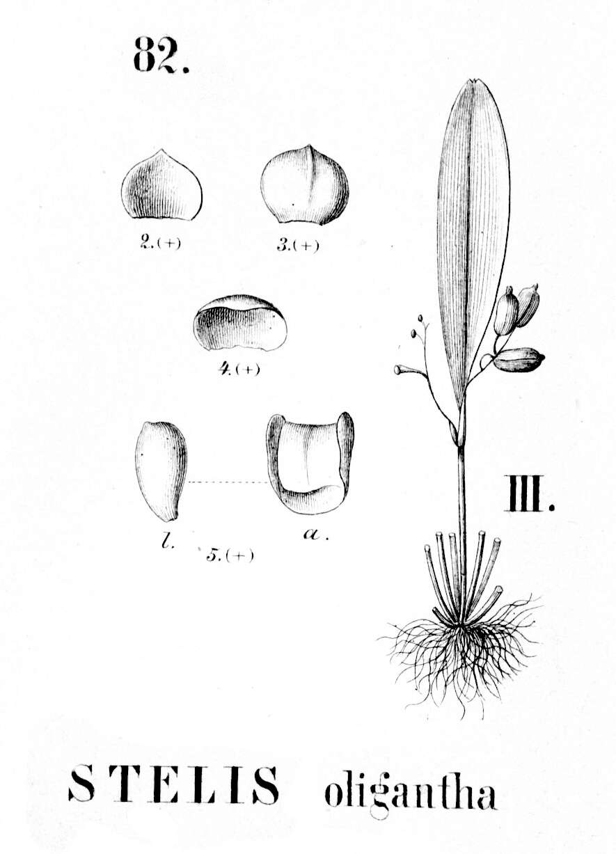 Image of Leach orchids