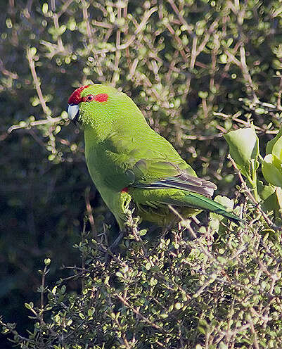 Image of Red-crowned Parakeet