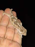 Image of Helmeted gecko