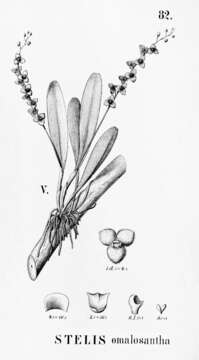 Image of Leach orchids