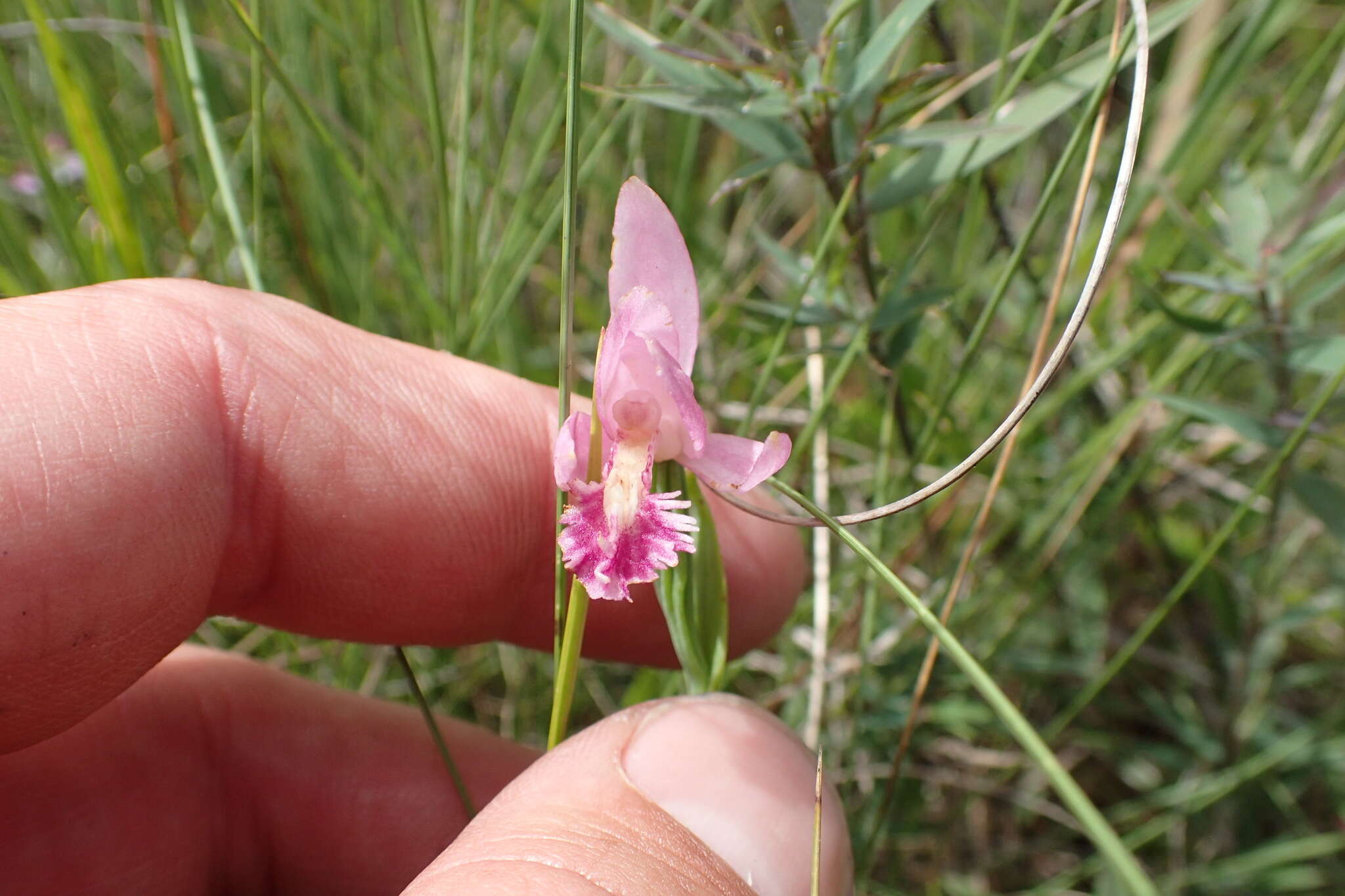 Image of snakemouth orchid