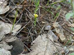 Linum corymbulosum Rchb. resmi