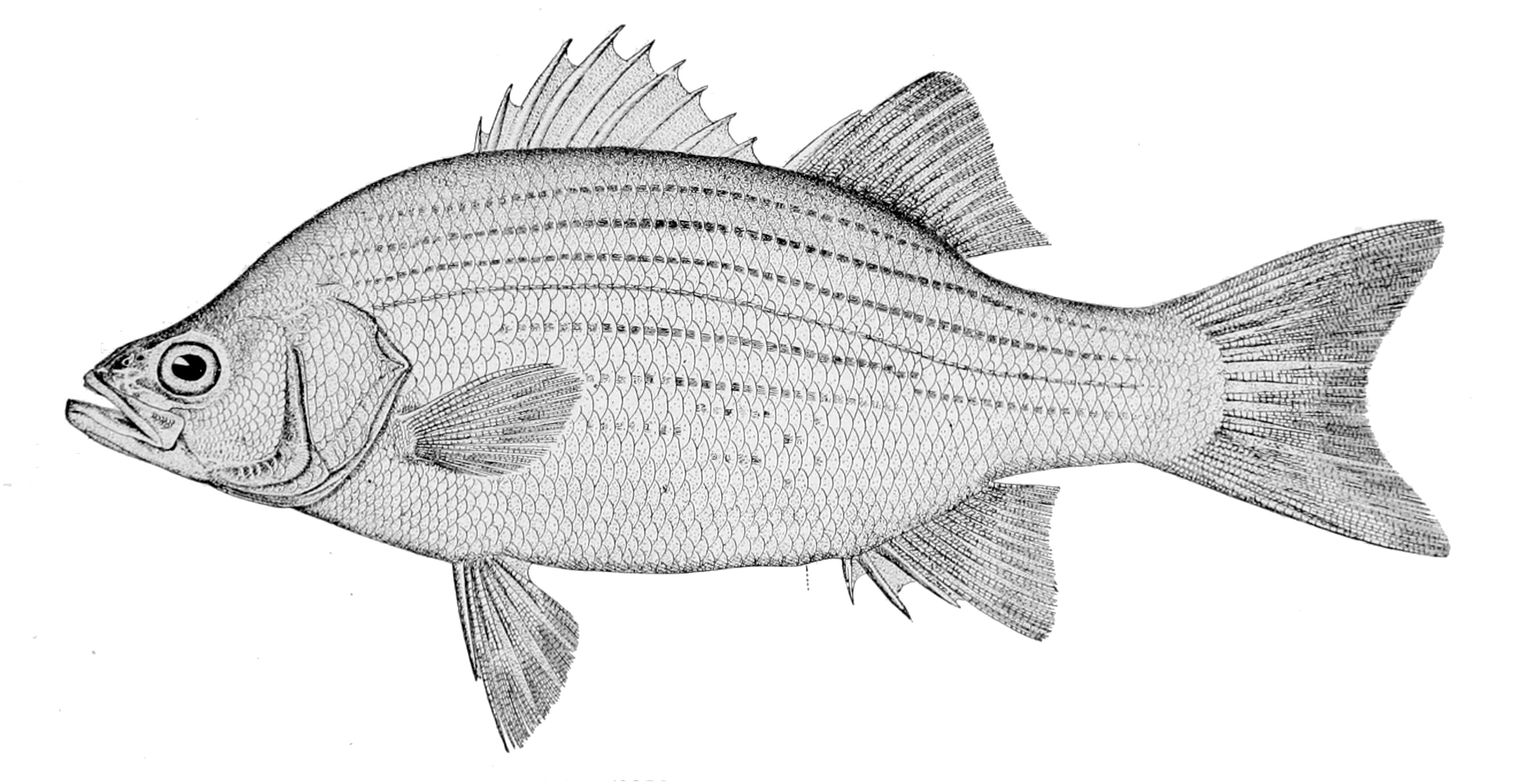 Image of white bass