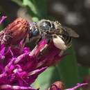 Слика од Melissodes denticulatus Smith 1854